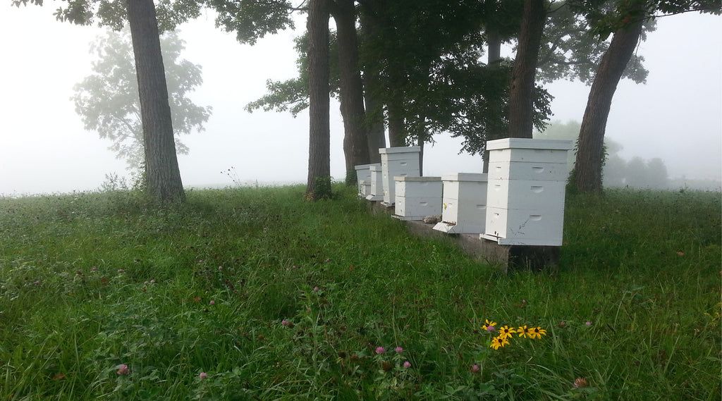 Bohman Bee Company photo 24