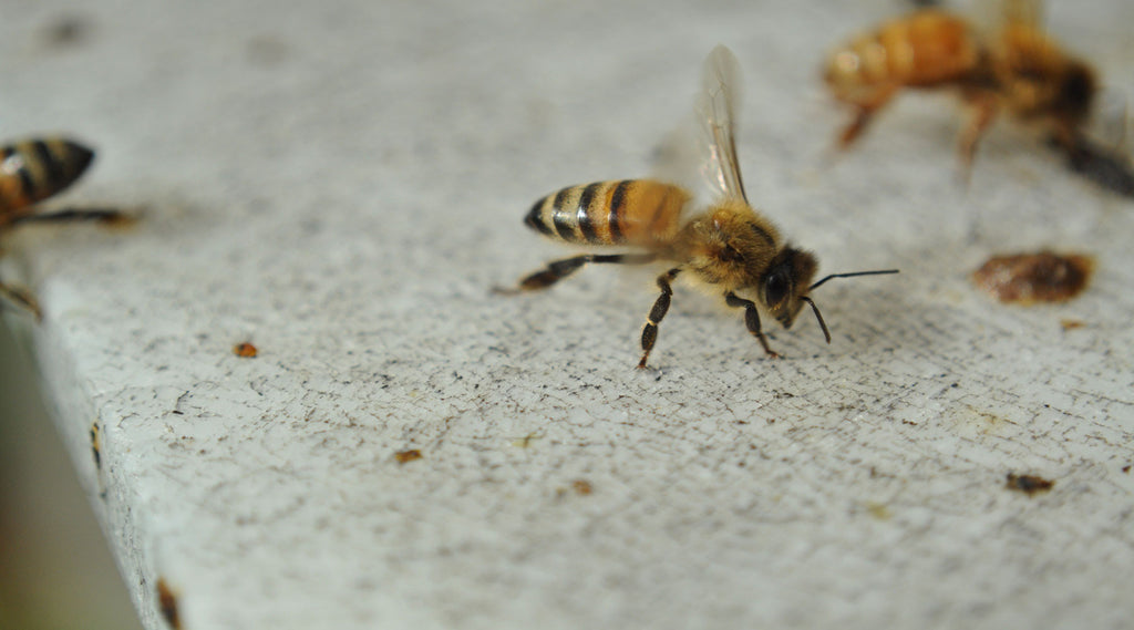 Bohman Bee Company photo 25